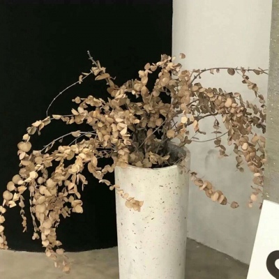 原创兽设世界观构建兽圈社群